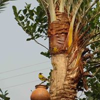 Hamida Begum Photo 26