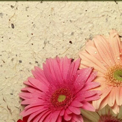 Catherine Boyer Photo 30