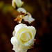 Rose Wise Photo 18