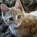 Joseph Felice Photo 22
