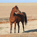 Nancy Pierce Photo 16