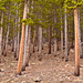 Forrest Evans Photo 14