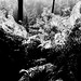 Kelly Forest Photo 17