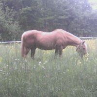 Pat Ingersoll Photo 8