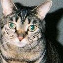 Debra Law Photo 34