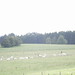 Ronald Webb Photo 33