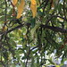 Shell Bush Photo 10