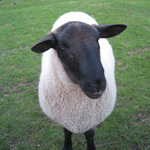 Mary Lamb Photo 33