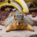 Marvin Fox Photo 9