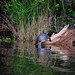 Steven Foster Photo 33