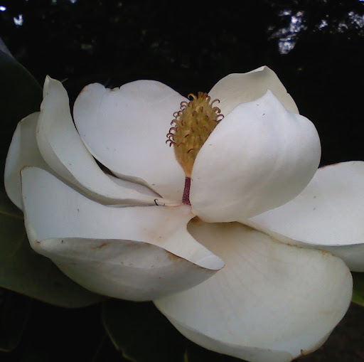 Janice Matthews Photo 31
