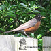 Gina Robins Photo 10