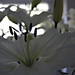 Elicia White Photo 16
