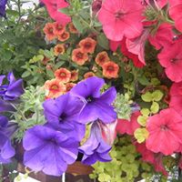 Debra Dill Photo 13