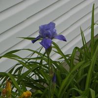 Janet Burton Photo 37