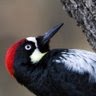 Patrick Davidson Photo 48