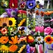Leesa Flowers Photo 7