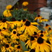 Susan Kaiser Photo 39