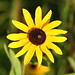 Susan Field Photo 39