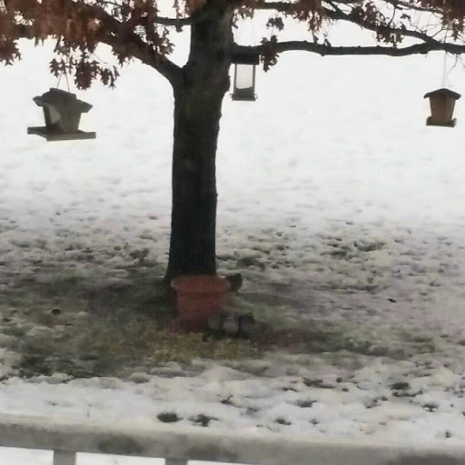 Cindy Hanson Photo 23