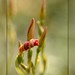 L Bloom Photo 5