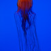 David Diver Photo 14
