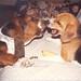 Elizabeth Beagle Photo 10