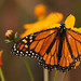 David Butta Photo 19