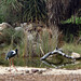 Wade Bird Photo 15