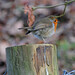 Robin Wales Photo 9