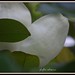 Phyllis Bloom Photo 10