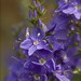 Veronica Flowers Photo 21