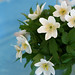 Annie Woods Photo 42