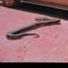 Philip Rhoades Photo 9