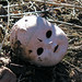 Virginia Head Photo 8