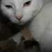 Elizabeth Lacy Photo 14