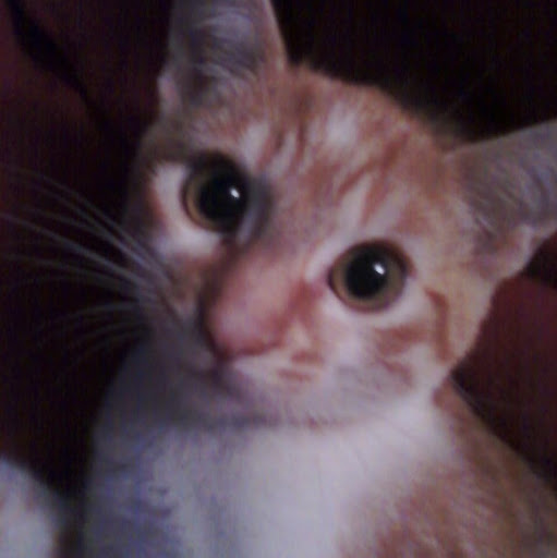 Debra Nard Photo 2