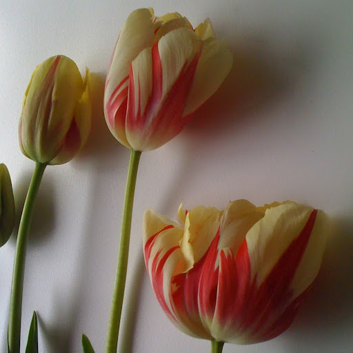 Heather Whittle Photo 37