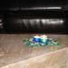 Holly Deering Photo 9