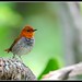 Robin Snipes Photo 1