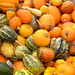 Susan Yoder Photo 35