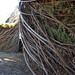Susan Dougherty Photo 11
