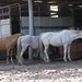 Tammy Singleton Photo 39