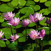 Dung Trinh Photo 28