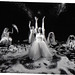 Robin Jennings Photo 20
