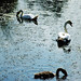 Ronald Swan Photo 20