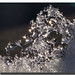 Chrystal May Photo 2