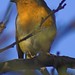Robin Back Photo 28