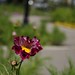 Regina Carlson Photo 8