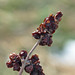 Sandy Berry Photo 28
